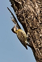 Green-barred Woodpecker.20081101_0358