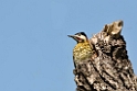Green-barred Woodpecker.20081101_0375a