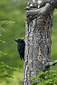 Magellan Woodpecker.20081124_6563