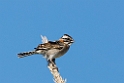 Rufous-collared Sparrow.20081127_6640