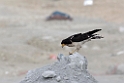 White-throated Caracara.20081125_6380