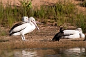 Austalian Pelican.20101031_2509