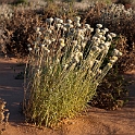 Birdsville Track blomst.20101102_3018