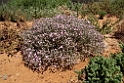 Birdsville Track blomst.20101106_3400