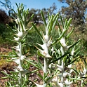 Birdsville Track flower.20101106_3436