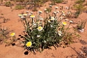 Birdsville track flower.20101106_3445