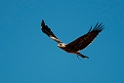 Black Kite.20101101_2558