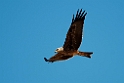 Black Kite.20101101_2560