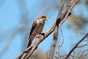 Black-eared Miner.20101105_3323