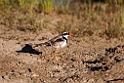 Black-fronted Dotterel.20101101_2932