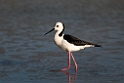 Black-winged Stilt.20101101_2904