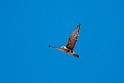 Brown Falcon.20101101_2615