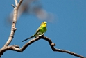 Budgerigar.20101031_2169