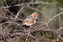 Chestnut-eared Finch.20101031_2026