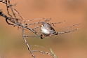 Chestnut-eared Finch.20101031_2061