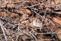 Chestnut-eared Finch.20101031_2091