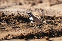 Cinnamon Ground-thrush.20101101_2547