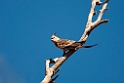 Cockatial.20101031_2271