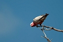 Galah.20101031_2361