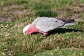 Galah.20101109_3687