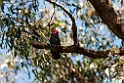 Gang Gang Cockatoo.20101124_5281