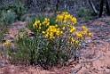 Gluepot Reserve flower.20101105_3308