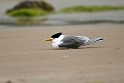 Great Crested Tern.20101113_4100