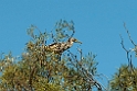 Nankeen Night-heron.20101101_2796