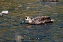 Pacific Black Duck.20101109_3654