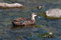 Pacific Black Duck.20101109_3664