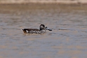 Pink-eared Duck.20101101_2716