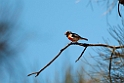 Red-capped Robin.20101105_3348