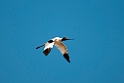 Red-necked Avocet.20101101_2574