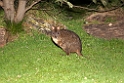 Rufous-bellied Pademelon.20101111_3809