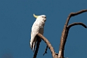 Sulphur-crested Cockatoo.20101121_4908