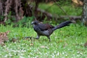 Superb Lyrebird.20101124_5193