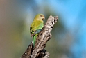 Superb Parrot female.20101119_4754