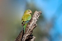 Superb Parrot female.20101119_4756