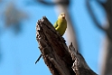 Superb Parrot female.20101119_4786