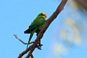 Superb Parrot.20101119_4791