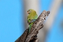Surperb Parrot.20101119_4750
