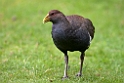 Tasmanian Native-Hen.20101111_3761