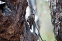 White-browed Treecreeper.20101109_3724