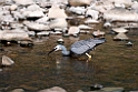 White-faced Heron.20101109_3640