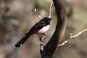 Willie Wagtail.20101119_4813