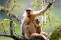 Golden Langur.20100424_0234