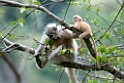 Golden Langur.20100424_0266