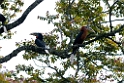 Rufous-necked Hornbil.20100424_0385