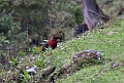 Satyr Tragopan.20100429_0836