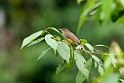 Finch's Bulbul.20110228_6188